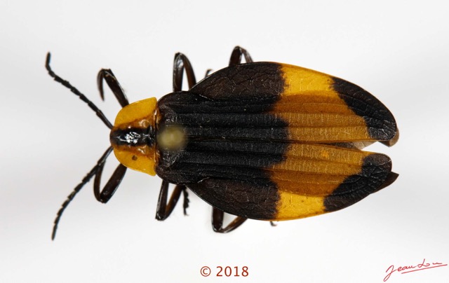 023 Coleoptera 70a (FD) Lycidae F 18E5K3IMG_180211126248_DxOawtmk.jpg