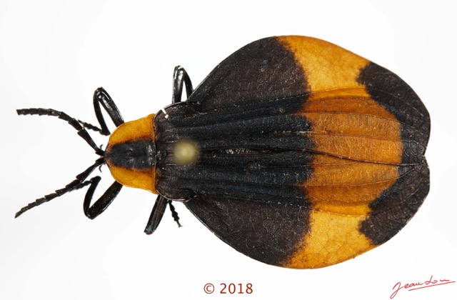 025 Coleoptera 70c (FD) Lycidae M 18E5K3IMG_180211126253_DxOwtmk.jpg