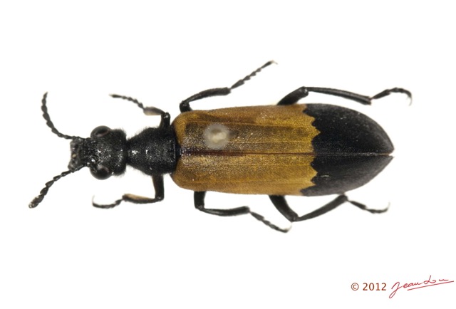 001 Coleoptere 59a (FD) Meloidae 12E5K2IMG_76678wtmk.jpg