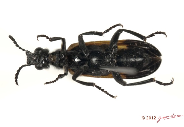 002 Coleoptere 59a (FV) Meloidae 12E5K2IMG_76679wtmk.jpg