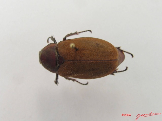 001 Coleoptere (FD) Melolonthinae IMG_4962WTMK.JPG