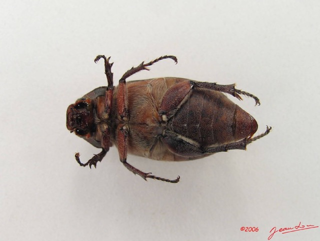 002 Coleoptere (FV) Melolonthinae IMG_4963WTMK.JPG