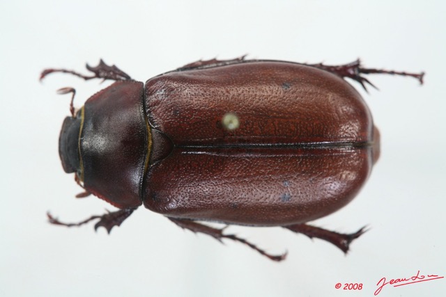 003 Coleoptere (FD) Melolonthinae 8EIMG_15736WTMK.jpg