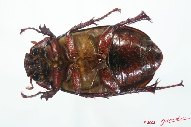 004 Coleoptere (FV) Melolonthinae 8EIMG_15742WTMK.jpg