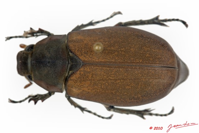 005 Coleoptere 35d (FD) Melolonthinae 9E5K2IMG_57096wtmk.jpg