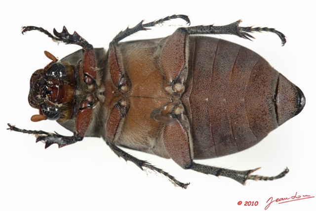 006 Coleoptere 35d (FV) Melolonthinae 9E5K2IMG_57097wtmk.jpg