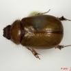 007 Coleoptere 40b (FD) Melolonthinae 10E5K2IMG_64202wtmk.jpg