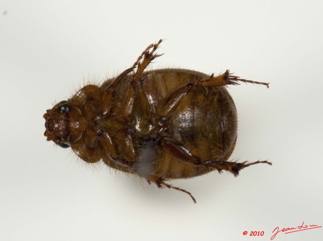 008 Coleoptere 40b (FV) Melolonthinae 10E5K2IMG_64203wtmk.jpg