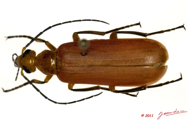 001 Coleoptere 52a (FD) Pyrochroidae 11E5K2IMG_68582wtmk.jpg