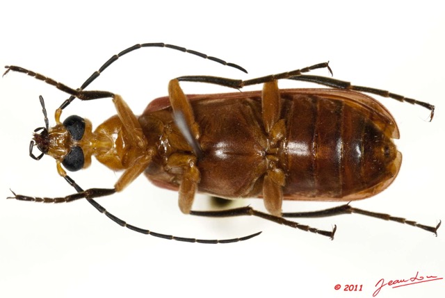 002 Coleoptere 52a (FV) Pyrochroidae 11E5K2IMG_68583wtmk.jpg