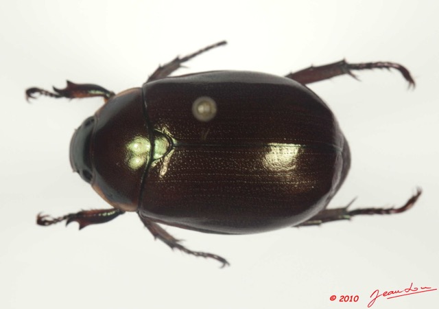 002 Coleoptere 40c (FD) Rutelinae 10E5K2IMG_61491wtmk.jpg
