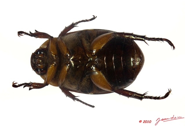 003 Coleoptere 40c (FV) Rutelinae 10E5K2IMG_61492wtmk.jpg