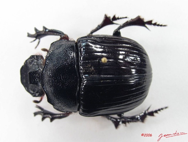 001 Coleoptere (FD) Scarabaeidae IMG_5133WTMK_1.JPG