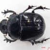 001 Coleoptere (FD) Scarabaeidae IMG_5133WTMK_1.JPG