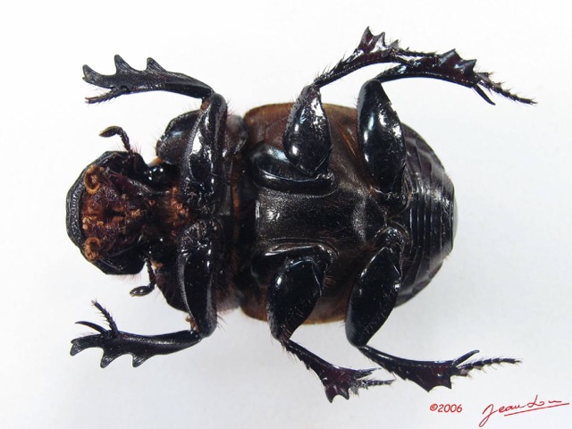 002 Coleoptere (FV) Scarabaeidae IMG_5134WTMK_1.JPG