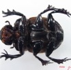 002 Coleoptere (FV) Scarabaeidae IMG_5134WTMK_1.JPG