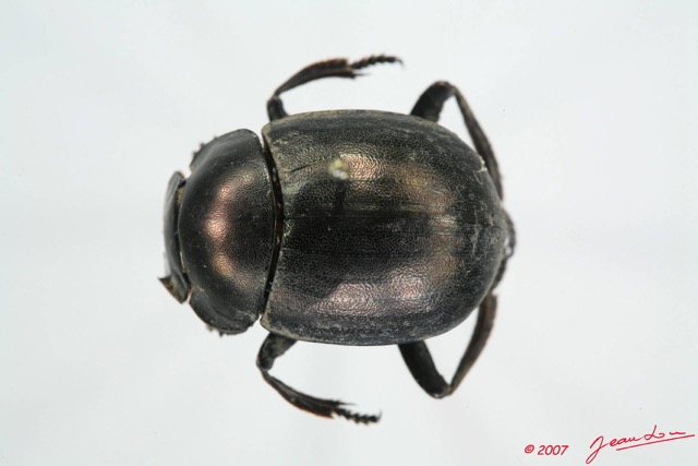 003 Coleoptere (FD) Scarabaeidae 7EIMG_0007WTMK.JPG