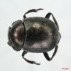 003 Coleoptere (FD) Scarabaeidae 7EIMG_0007WTMK.JPG