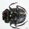 004 Coleoptere (FV) Scarabaeidae 7EIMG_0010WTMK.JPG