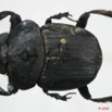 005 Coleoptere (FD) Scarabaeidae 8EIMG_24473WTMK.JPG