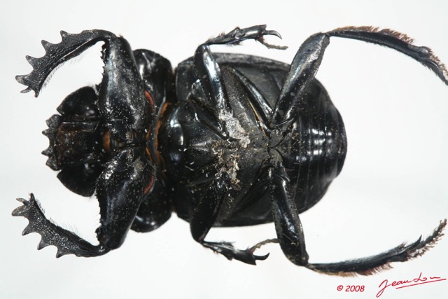 006 Coleoptere (FV) Scarabaeidae 8EIMG_24483WTMK.JPG