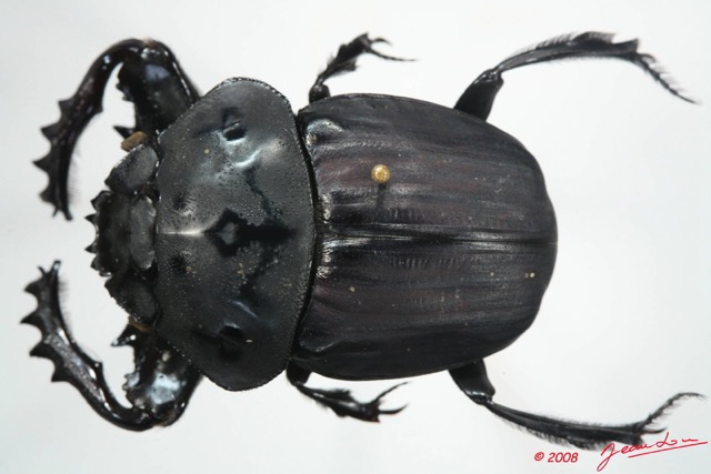 007 Coleoptere (FD) Scarabaeidae 8EIMG_24569WTMK.JPG