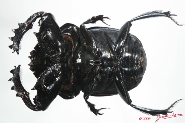 008 Coleoptere (FV) Scarabaeidae 8EIMG_24577WTMK.JPG