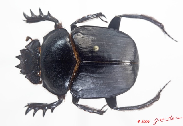 009 Coleoptere 35a (FD) Scarabaeidae 9E5K2IMG_54329wtmk.jpg