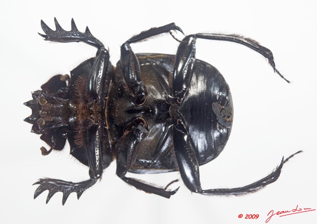 010 Coleoptere 35a (FV) Scarabaeidae 9E5K2IMG_54330wtmk.jpg