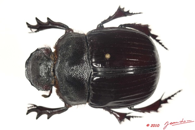 011 Coleoptere 39a (FD) Scarabaeidae 10E5K2IMG_59421wtmk.jpg