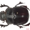 011 Coleoptere 39a (FD) Scarabaeidae 10E5K2IMG_59421wtmk.jpg