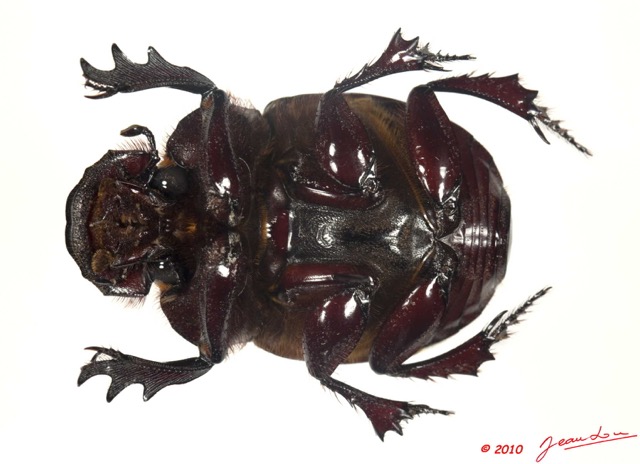 012 Coleoptere 39a (FV) Scarabaeidae 10E5K2IMG_59422wtmk.jpg