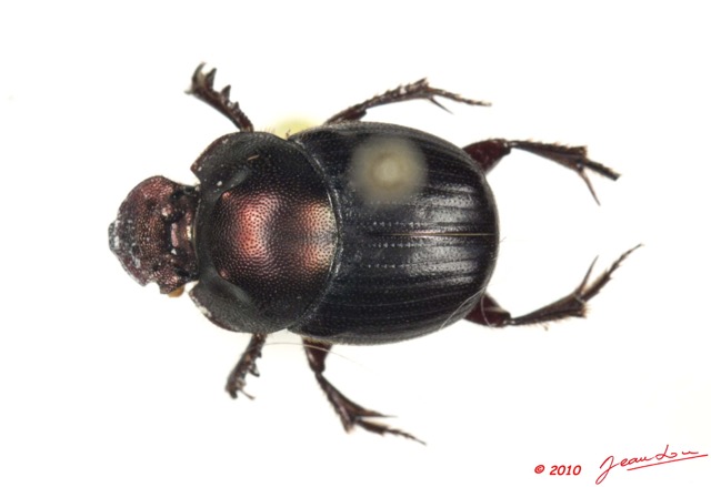 013 Coleoptere 41a (FD) Scarabaeidae Onthophagus sp 10E5K2IMG_64208wtmk.jpg