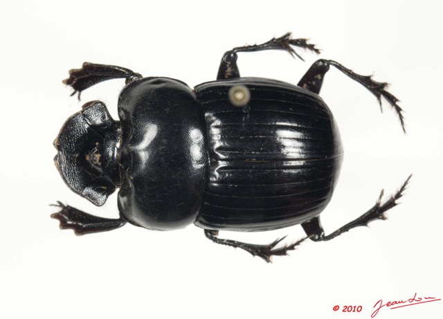 015 Coleoptere 42c (FD) Scarabaeidae Copridaspidus peregrinus 10E5K2IMG_64221wtmk.jpg