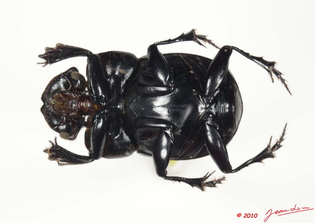 016 Coleoptere 42c (FV) Scarabaeidae Copridaspidus peregrinus 10E5K2IMG_64223wtmk.jpg