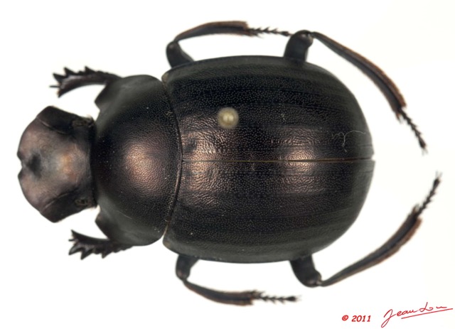 019 Coleoptere 54a (FD) Scarabaeidae Anachalcos sp 11E5K2IMG_68603wtmk.jpg