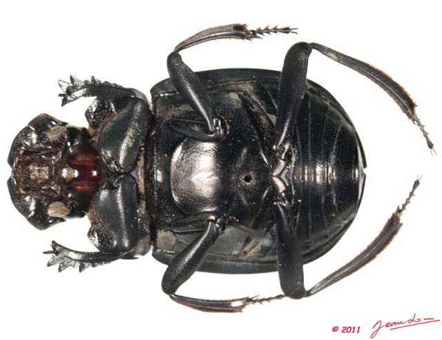 020 Coleoptere 54a (FV) Scarabaeidae Anachalcos sp 11E5K2IMG_68606wtmk.jpg