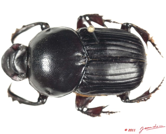 021 Coleoptere 54d (FD) Scarabaeidae Onitis artuosus 11E5K2IMG_68644wtmk.jpg