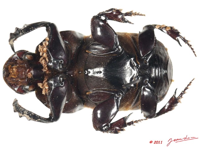 022 Coleoptere 54d (FV) Scarabaeidae Onitis artuosus 11E5K2IMG_68645wtmk.jpg