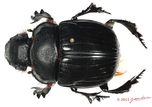 023 Coleoptere 62b (FD) Scarabaeidae Heliocopris sp 13E5K3IMG_91513 PCawtmk.jpg