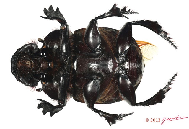 024 Coleoptere 62b (FV) Scarabaeidae Heliocopris sp 13E5K3IMG_91544 PCawtmk.jpg