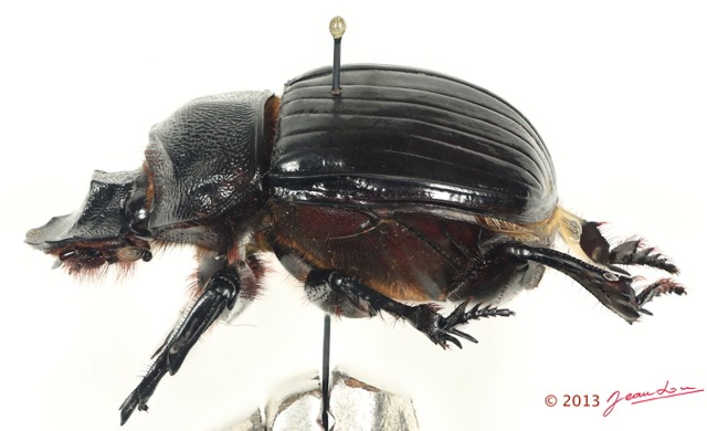 025 Coleoptere 62b (Prof) Scarabaeidae Heliocopris sp 13E5K3IMG_91559 PCawtmk.jpg