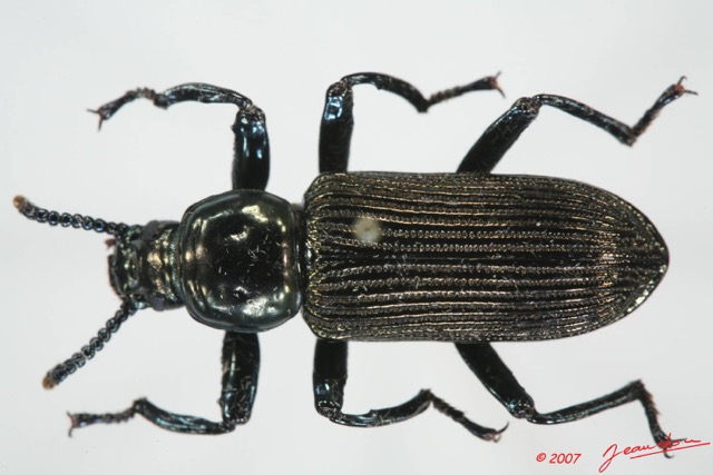 001 Coleoptere (FD) Tenebrionidae 7EIMG_9019WTMK.JPG