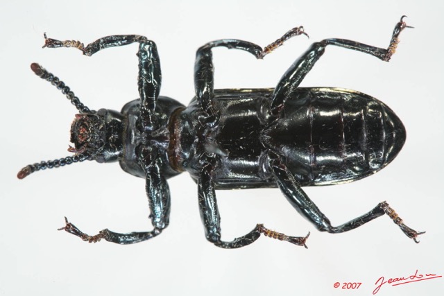 002 Coleoptere (FV) Tenebrionidae 7EIMG_9020WTMK.JPG