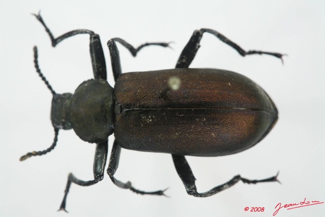 003 Coleoptere (FD) Tenebrionidae 8EIMG_4043WTMK.JPG