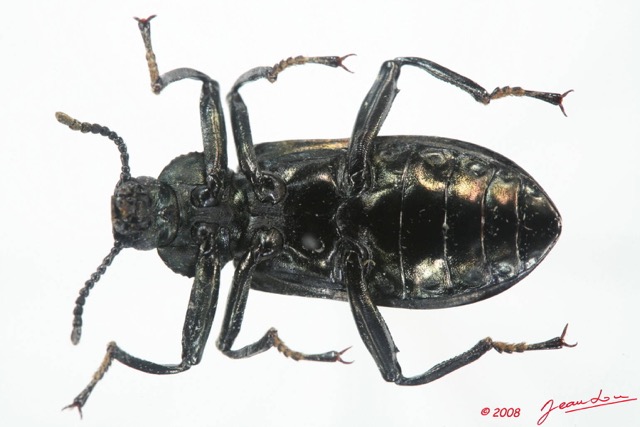 004 Coleoptere (FV) Tenebrionidae 8EIMG_4045WTMK.JPG