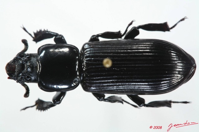 005 Coleoptere (FD) Tenebrionidae 8EIMG_17546WTMK.JPG
