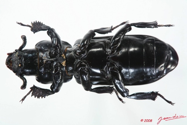 006 Coleoptere (FV) Tenebrionidae 8EIMG_17551WTMK.JPG