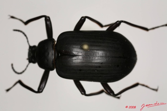 007 Coleoptere (FD) Tenebrionidae 8EIMG_24436WTMK.JPG