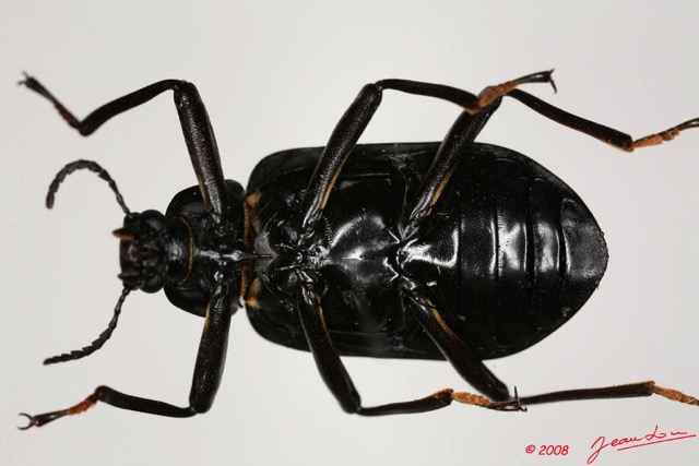 008 Coleoptere (FV) Tenebrionidae 8EIMG_24437WTMK.JPG